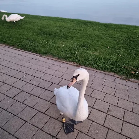 Balaton-parti Kertes Nyaralo Дом отдыха