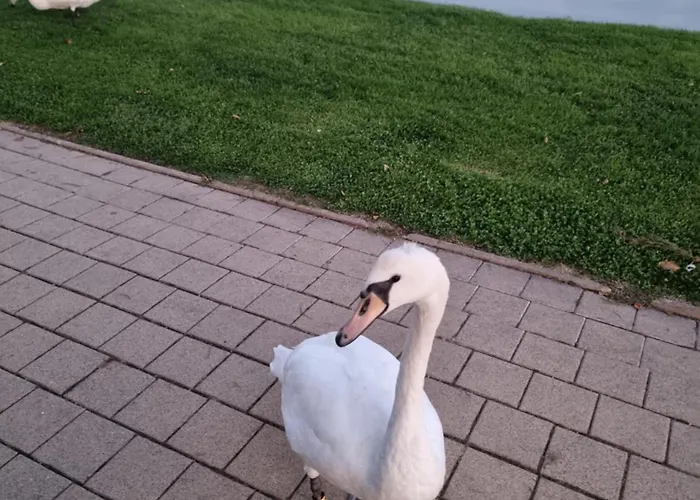 Balaton-parti Kertes Nyaralo 別荘