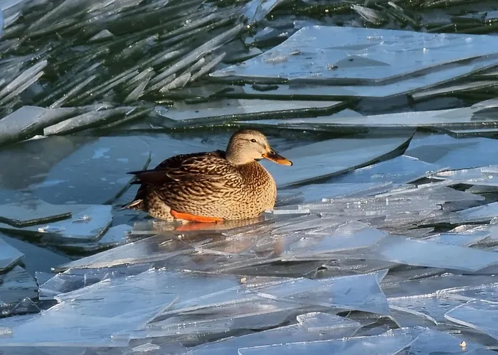 펜션 Balaton-parti Kertes Nyaralo 케츨리